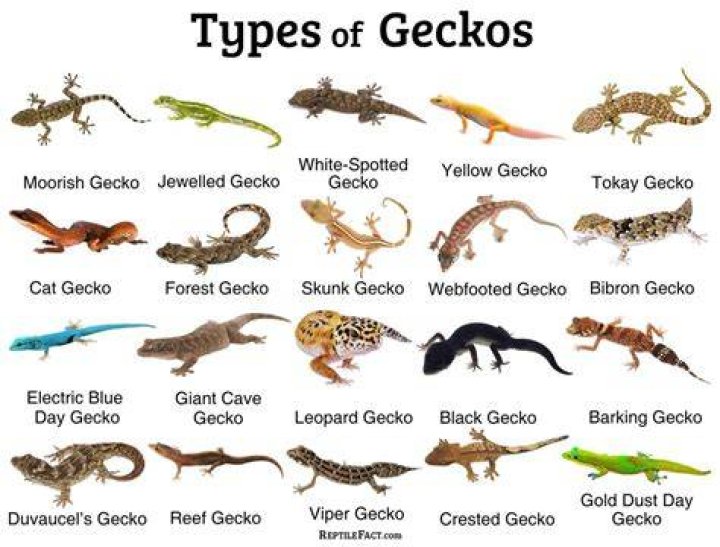 How to spell gecko