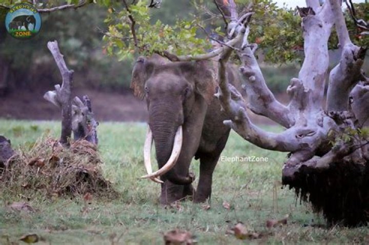 
What Is Maya Murmu? Elephant Poacher Was Killed In Raipal Village 