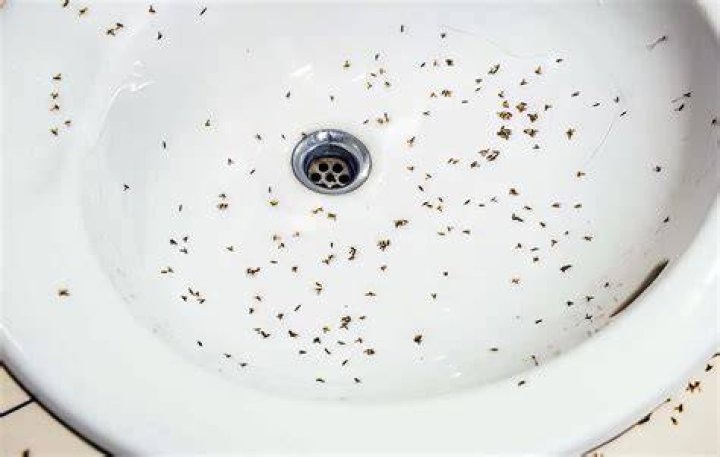 Why are there fruit flies in my bathroom